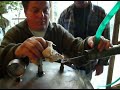 grappa making on an illegal still hidden in Italy