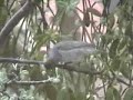 The Blackcap eats the berries  of the Misteltoe