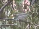 The Blackcap eats the berries of the Misteltoe