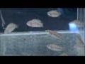 Ink Fin calvus