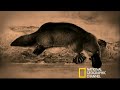 the platypus is a strange mix of different traits, including a venomous spur used in male to male combat. 

animal oddities : 
sat december 29 10p et/pt : http://channel.nationalgeographic.com/channel/video/?source=4003