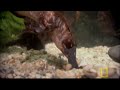 Platypus Parts Platypus Parts