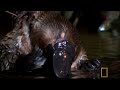 the platypus is a strange mix of different traits, including a venomous spur used in male to male combat. 

animal oddities : 
sat december 29 10p et/pt : http://channel.nationalgeographic.com/channel/video/?source=4003