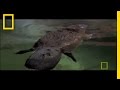 Platypus Parts