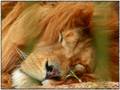 videos de Lion  sleeps tonight (African way).wmv