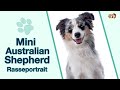 View 30 Australian Shepherd Mini Ausgewachsen