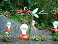 Hummingbird Garden 2