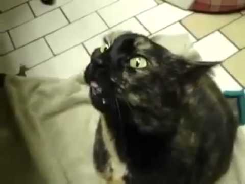 Gatto posseduto Gatto posseduto