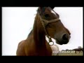 DARIO PLEVNIK - SLAVONIAN HORSES - www.croradio.net