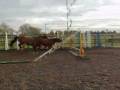 videos de 8 yrs 16 hh Bay Warmblood Leeds