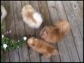 pomrescue com: pomeranian rescue revelry