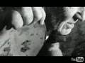 Willie-Nelson-Graved