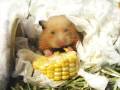 videos de Harry the Hamster