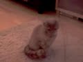 Catbook Movie: 