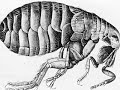 The Bubonic Plague