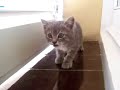 Gatet