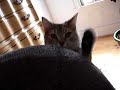 Nermal Chair Nermal Chair