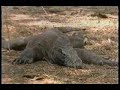 Komodo Dragon vs Komodo Doragon