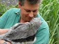 Long video version - Giant Ant eater Adolpho