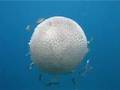 Tioman giant jellyfish