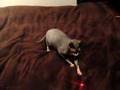 Brian the Sphynx