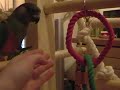 Kuzco ontdekt de speelboom Kuzco ontdekt de speelboom