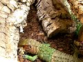 Dracaena guianensis feeding
