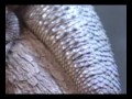 Passeio Animal - Dragão Barbado