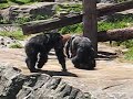 Chimp fight at Taronga Zoo, Sydney