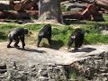Chimp fight at Taronga Zoo, Sydney