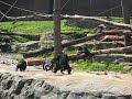 Chimp fight at Taronga Zoo, Sydney