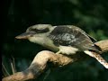 Amazing Bird sounds from the lyre bird - David Attenborough