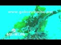 Whitespotted pygmy filefish (Rudarius ercodes)-アミメハギの幼魚