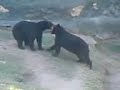bueno ps este video fue grabado en el zoologico de gudadaajara  se me hizo chistoso que los osos de estar jugando paracece que se dan un tiro de neta