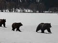 4 Grizzly Bears Running
