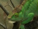 videos de Parsons chameleon.mp4