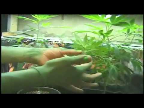 how to grow hydro weed