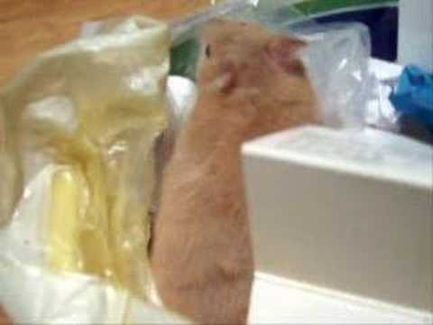 Hamster Mysia