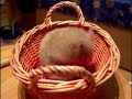 Hamster Mysia