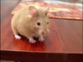 Hamster Mysia