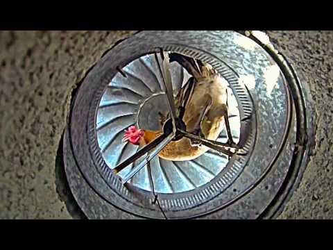 how to vent check a chicken