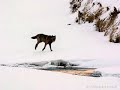 Continuing efforts on protecting wolves in Yellowstone area Continuing efforts on protecting wolves in Yellowstone area
