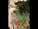 ALBI