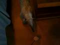 Anteater Target Practice