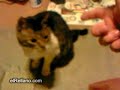 gatino-muerto-elRellano.wmv