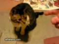 gatino-muerto-elRellano.wmv