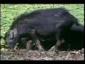 jackal & young leopard brutal fight