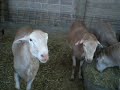sementales ovinos peli buey canelo y corderos panza negra