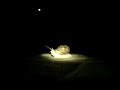 el destino de un caracol