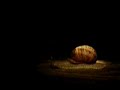 el destino de un caracol